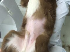 -中农大我爱我爱24h动物医院·中医针灸·猫专科·骨科医疗中心(双井店)