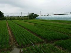 -南汇老顾农家乐采摘大团水蜜桃采摘店