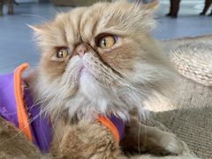 -Heymao猫咖.咖啡厅(东门店)