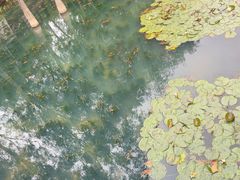-荔湾湖公园