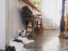 -海边的猫和咖啡馆