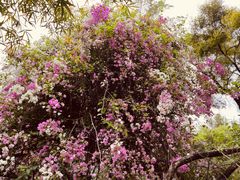 -深圳国际园林花卉博览园