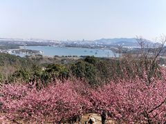 -香雪海