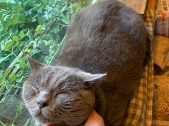 -海边的猫和咖啡馆