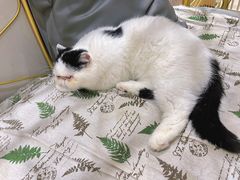 -藏猫猫咖啡主题馆(中央大道店)