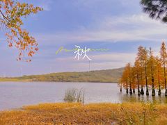 -池杉湖湿地公园