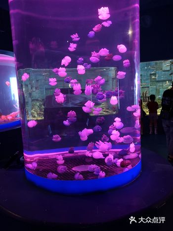 工作日的海世界也是人满为患啊，排队拿特享票