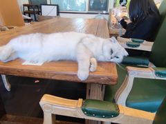 -猫小院猫主题餐厅(南锣旗舰店)