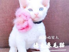 -十年猫舍·猫咪专门店(普陀店)