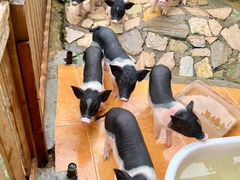 -HERRE·FARM 赫尔露营农场·团建聚会包场