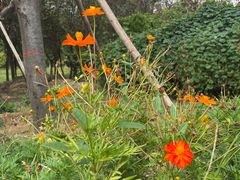 -咸阳湖景区-古渡公园