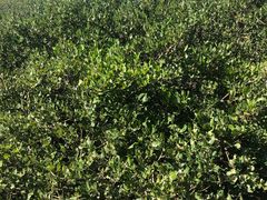 -北海金海湾红树林生态旅游区