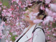 -高东镇樱花园