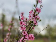 -顾村公园