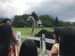 -瑞穗牧场