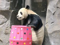 -栾川竹海野生动物园