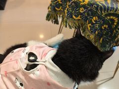 -平行世界·猫咖(首经贸店)
