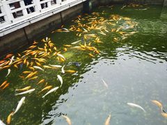 -惠州西湖丰渚园