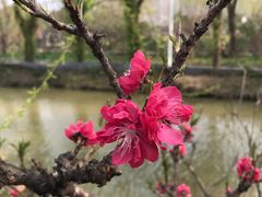 -南汇桃花村
