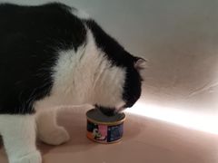 -猫儿山۰猫主题餐厅