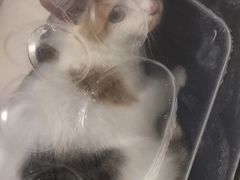 -关爱动物医院·心脏·中兽医·异宠(金牛路分院)