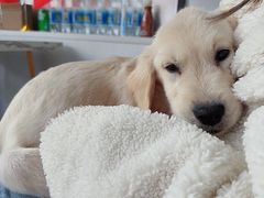 -翊宠yipet猫狗购宠庄园犬舍•猫舍