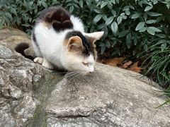 -静安公园(静安寺街道)