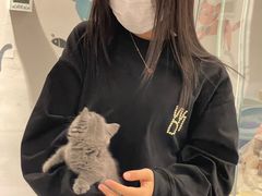 -糯米喵星人总部直营旗舰店·猫舍·幼猫出售