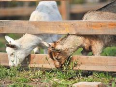-前小桔亲子创意农场·草莓采摘·露营烧烤