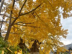 -圆通寺