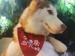 -Husky Go! 哈士奇体验馆·宠物咖啡厅狗咖