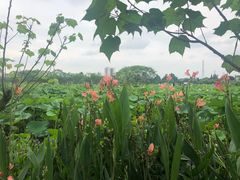 -三圣花乡旅游区