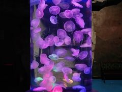 -泉城欧乐堡海洋极地世界