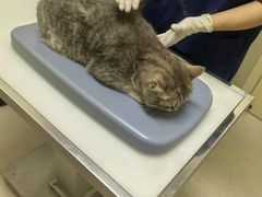 -爱妮康宠物医院·干细胞免疫细胞·肿瘤·心脏(张江店)