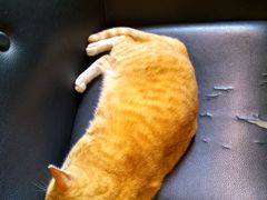 -麦当劳(新洲南路店)