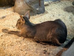 -Zoolung Zoolung动物主题公园(海信广场店)