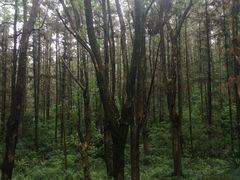 -青龙山国家森林公园