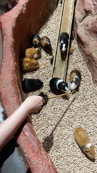 -Zoolung Zoolung动物主题公园(海信广场店)