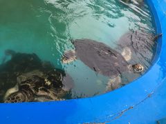 -北戴河圣蓝海洋公园