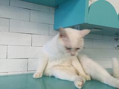 -萌喵宠狗爱心宠咖