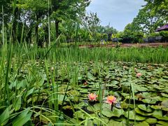 -西溪国家湿地公园