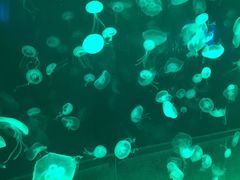-左海海底世界