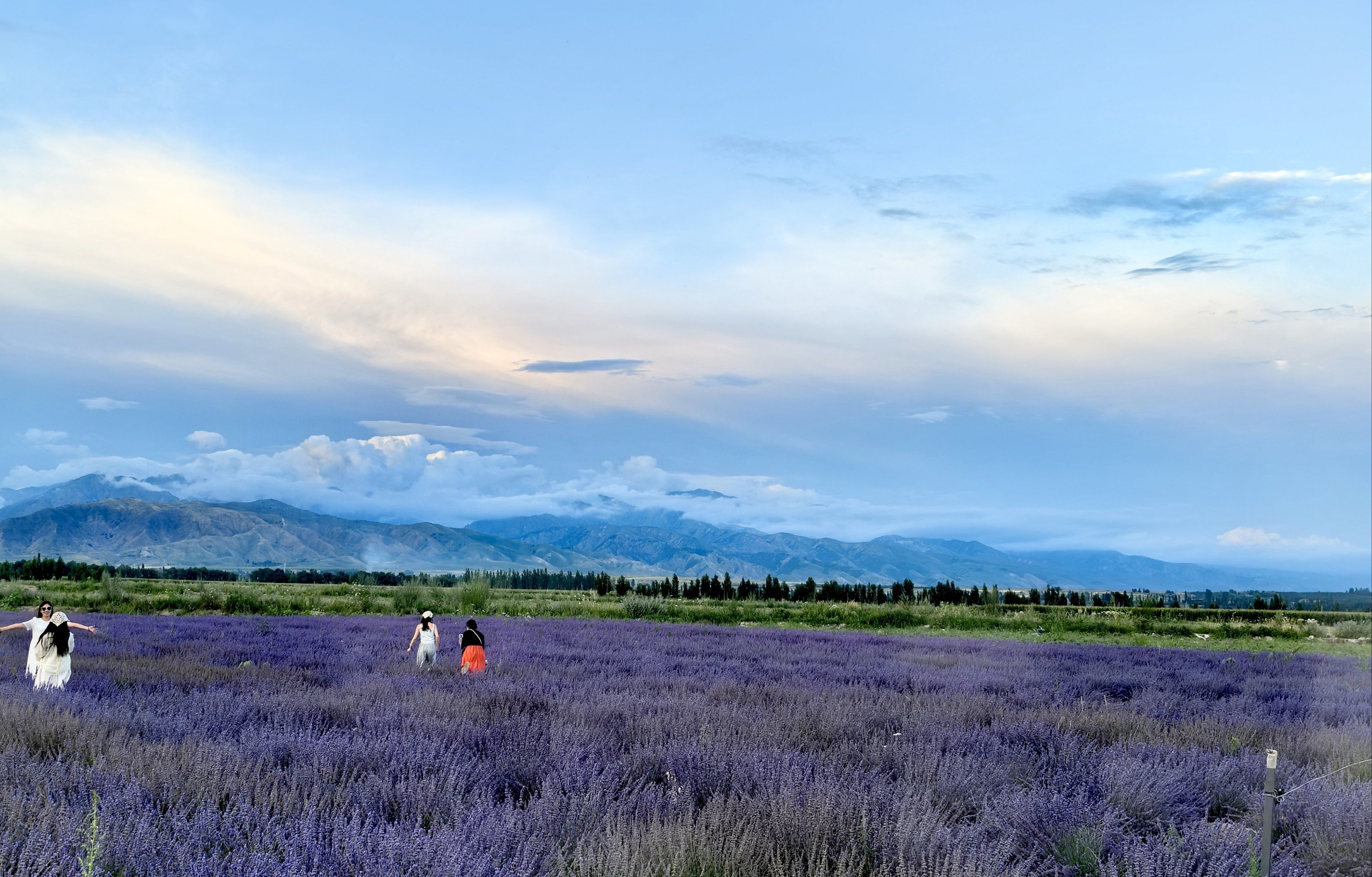 新疆霍城~薰衣草故乡