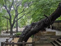 -青岛崂山太清宫