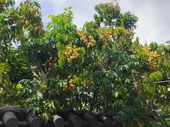 -三溪村