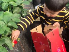 -小鱼草莓采摘园农家乐·小鱼餐厅