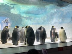 -海合安成都极地海洋公园