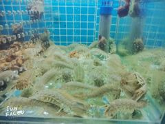 -白仁仔· 活烤海鲜 宵夜(豫园店)