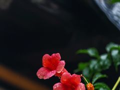 -老门东历史文化街区