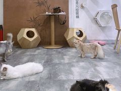 -楼上猫咖(罗湖店)